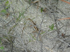 Microlophus occipitalis