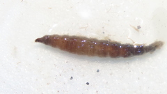 Stratiomyinae