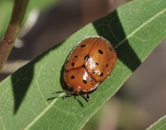 Chelymorpha phytophagica