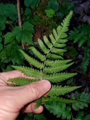 Dryopteris celsa