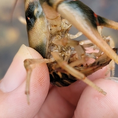 Cambarus coosae