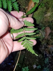 Dryopteris celsa