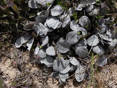 Brachyglottis haastii