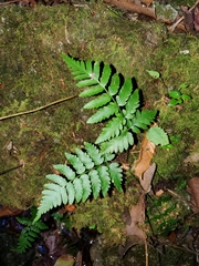 Dryopteris celsa