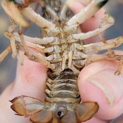 Cambarus coosae