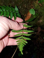 Dryopteris celsa