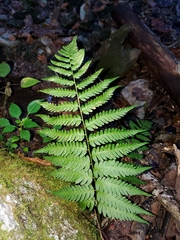Dryopteris celsa