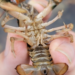 Cambarus coosae