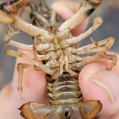 Cambarus coosae