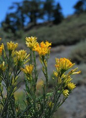 Ericameria nauseosa bernardina