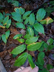 Prosartes lanuginosa