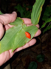 Prosartes lanuginosa