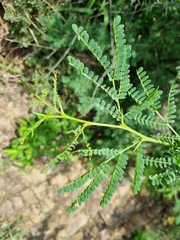 Vachellia robusta