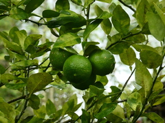 Citrus × aurantiifolia