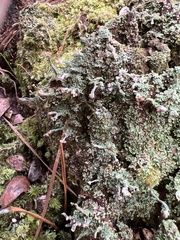 Cladonia peziziformis