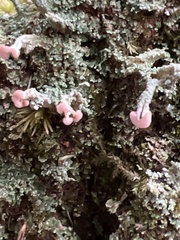 Cladonia peziziformis