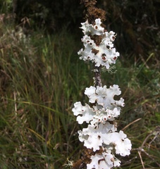 Lobariella