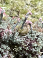 Cladonia peziziformis