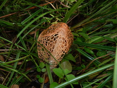 Phallus cinnabarinus