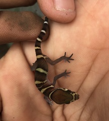 Coleonyx mitratus