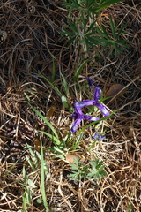 Iris ruthenica