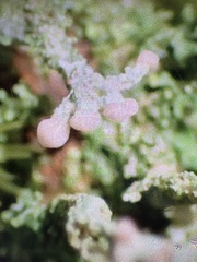 Cladonia peziziformis