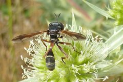 Physocephala rufipes
