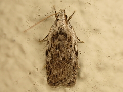 Phaeosaces compsotypa