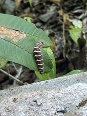 Eudaminae