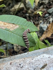 Eudaminae