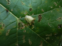 Arvelius albopunctatus