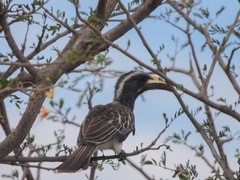 Lophoceros nasutus