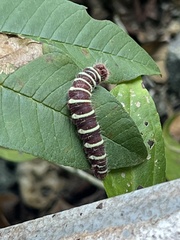 Eudaminae