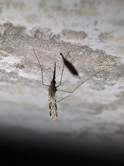 Anopheles