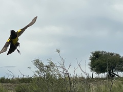 Pseudoleistes virescens