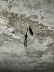 Anopheles