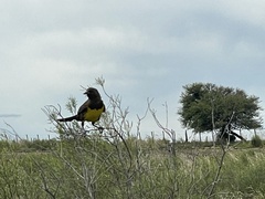 Pseudoleistes virescens
