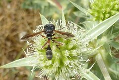 Physocephala rufipes