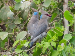 Urocolius macrourus