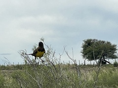 Pseudoleistes virescens