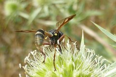 Physocephala rufipes