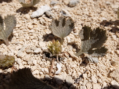 Ranunculus paucifolius