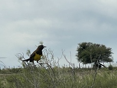 Pseudoleistes virescens