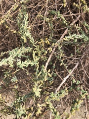 Atriplex polycarpa