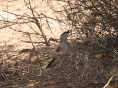 Tchagra australis