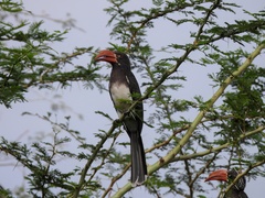 Lophoceros alboterminatus