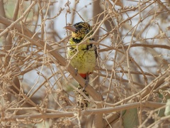 Trachyphonus darnaudii