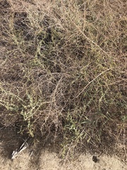 Atriplex polycarpa