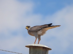 Melierax poliopterus