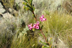 Erica daphniflora